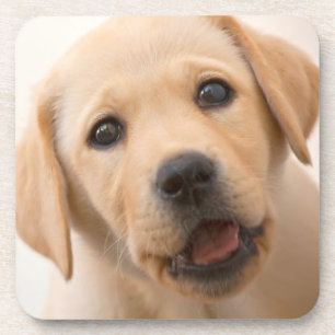 Golden Labrador Puppy Coaster