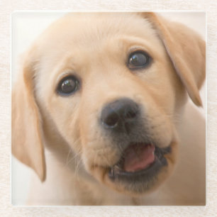 Golden Labrador Puppy Glass Coaster