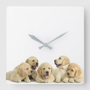 Golden Labrador Puppy Pile Square Wall Clock