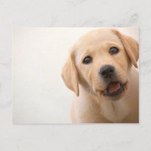 Golden Labrador Puppy Postcard