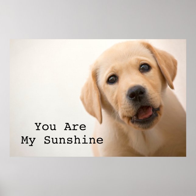 Golden Labrador Puppy Poster (Front)