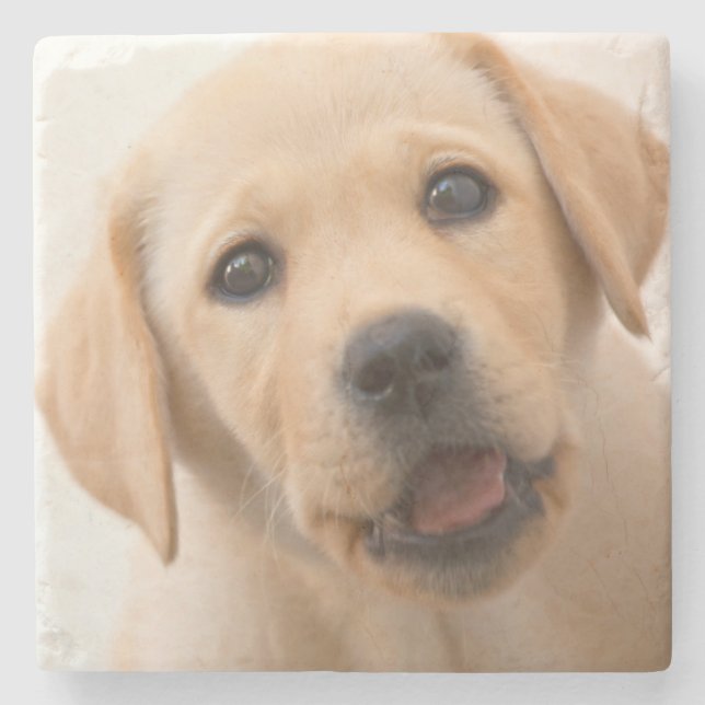 Golden Labrador Puppy Stone Coaster (Front)