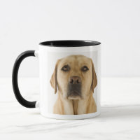 Golden Labrador Retriever (Canis familiaris).