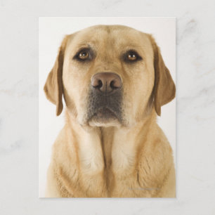 Golden Labrador Retriever (Canis familiaris). Postcard