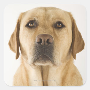 Golden Labrador Retriever (Canis familiaris). Square Sticker