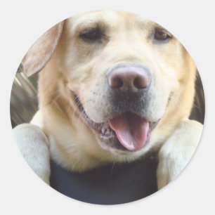 Golden Labrador Retriever Classic Round Sticker