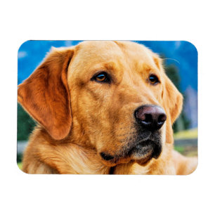 Golden Labrador Retriever Magnet