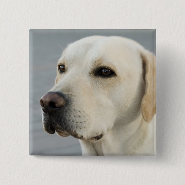 Golden Labrador Retriever Photograph 15 Cm Square Badge (Front)
