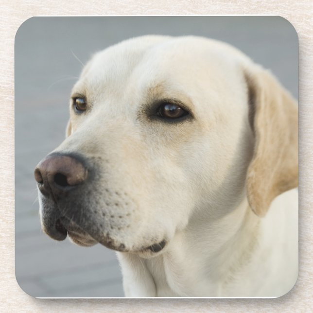 Golden Labrador Retriever Photograph Coaster (Front)