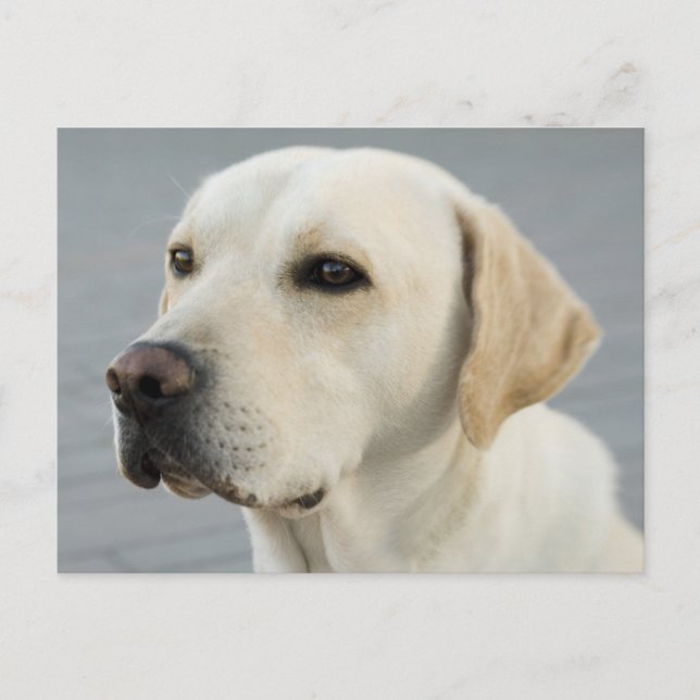 Golden Labrador Retriever Photograph Postcard (Front)