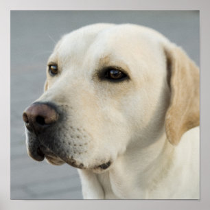 Golden Labrador Retriever Photograph Poster