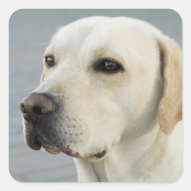 Golden Labrador Retriever Photograph Square Sticker (Front)