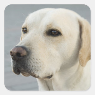 Golden Labrador Retriever Photograph Square Sticker