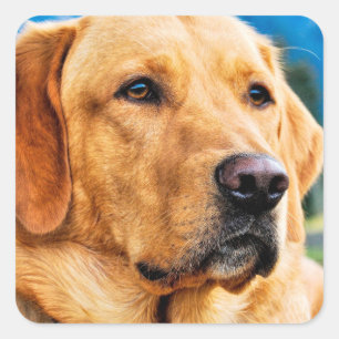 Golden Labrador Retriever Square Sticker