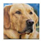 Golden Labrador Retriever Tile<br><div class="desc">Golden Labrador Retriever Dog Photograph. Golden yellow close up of the Lab breed.</div>