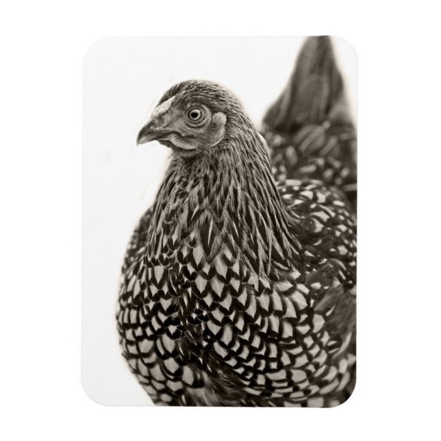 Golden Laced Wyandotte Chicken Magnet (Vertical)