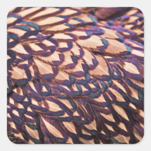 Golden Laced Wyandotte Chicken Square Sticker