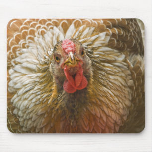 Golden Laced Wyandotte Hen Mouse Mat