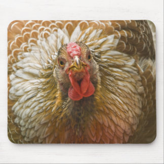 Golden Laced Wyandotte Hen Mouse Mat