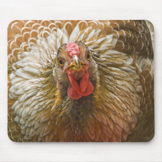 Golden Laced Wyandotte Hen Mouse Mat (Front)