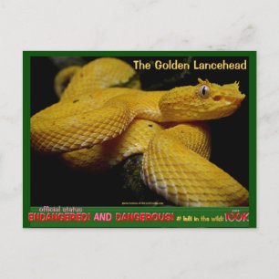 Golden Lancehead, most dangerous endangered snake Postcard