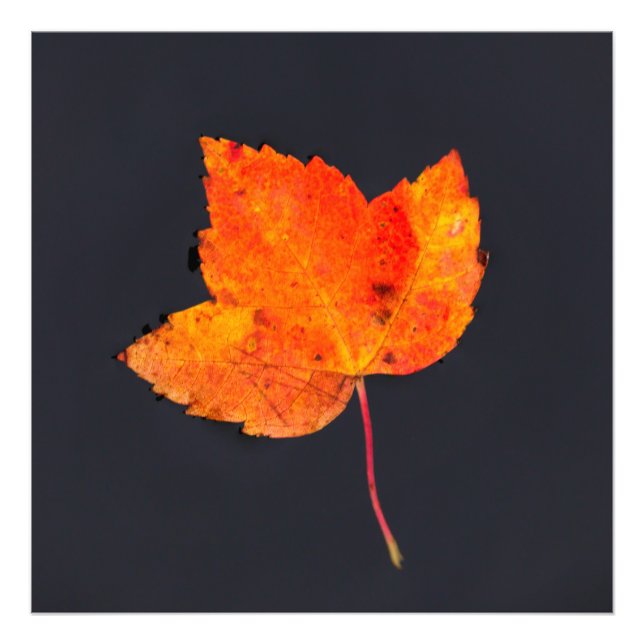 Golden leaf of fall photo print (Front)