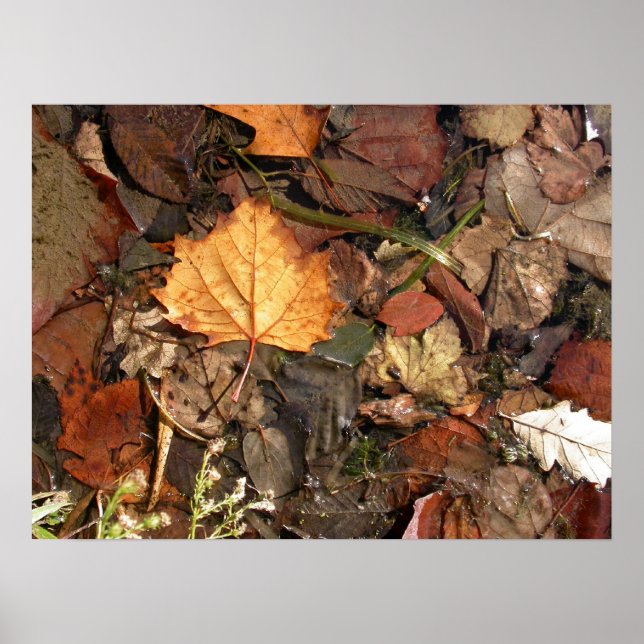 Golden Leaf Poster (Front)