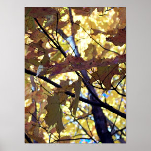 Golden Leaves of Autumn Poster