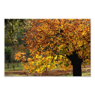 Golden leaves of the chestnut in autumn in the Sie Photo Print