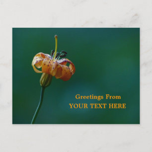 Golden Lily Wildflower Greetings Keepsake Postcard