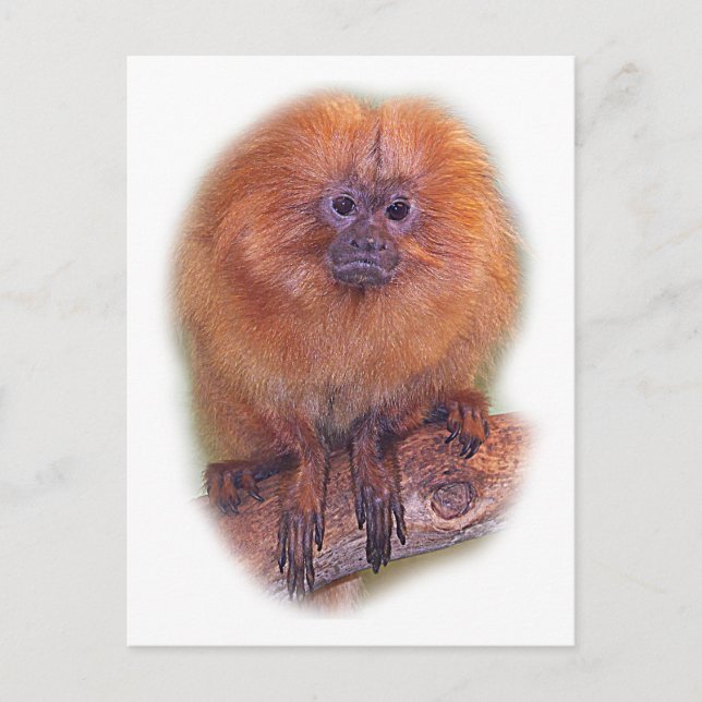 Golden Lion Tamarin, Golden Marmoset Monkey Brazil Postcard (Front)