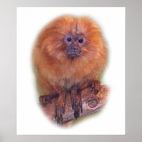 Golden Lion Tamarin, Golden Marmoset Monkey Brazil