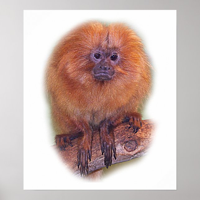 Golden Lion Tamarin, Golden Marmoset Monkey Brazil Poster (Front)