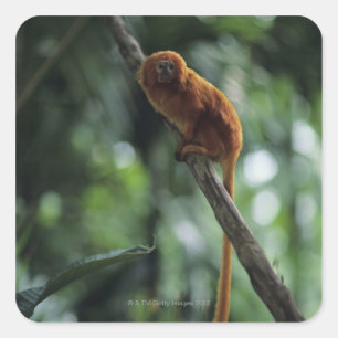Golden lion tamarin (Leontopithecus rosalia) Square Sticker