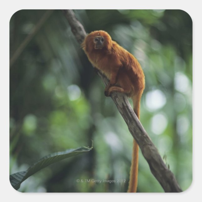 Golden lion tamarin (Leontopithecus rosalia) Square Sticker (Front)