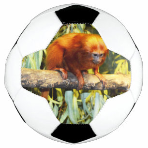 Golden Lion Tamarin Observing, Soccer Ball