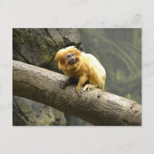 Golden Lion Tamarin Postcard