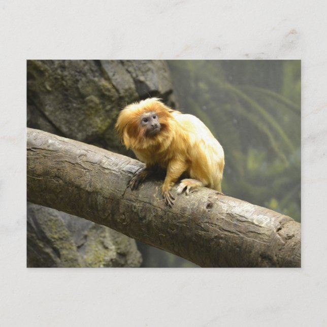 Golden Lion Tamarin Postcard (Front)