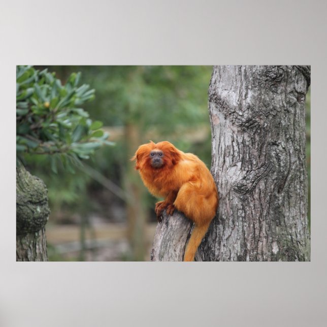 Golden Lion Tamarin Poster (Front)