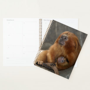 Golden Lion Tamarin with Baby Planner