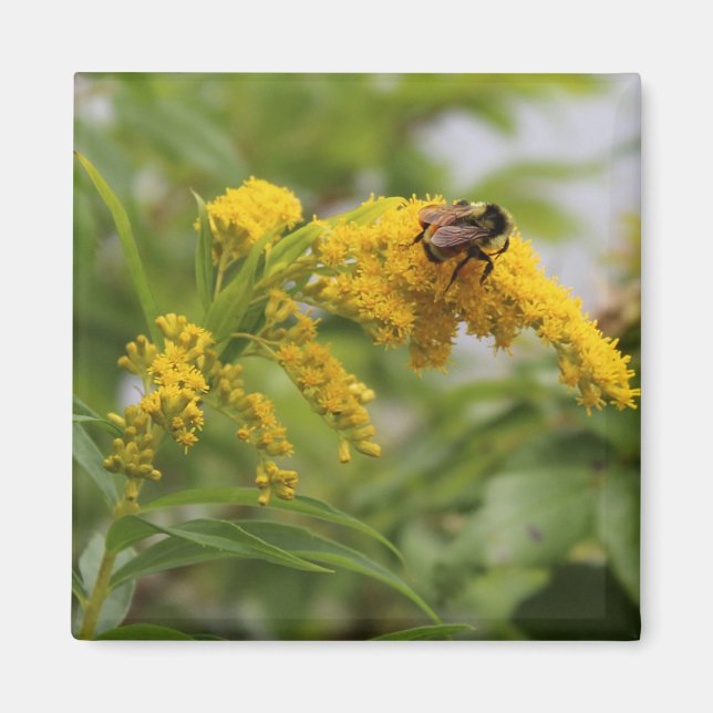 Golden Magnet (Front)