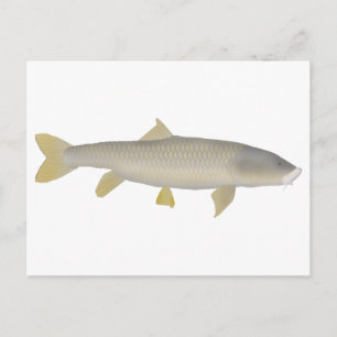 Golden Mahseer Postcard