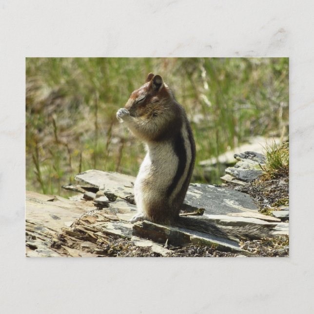 Golden-Mantled Ground Squirrel at Glacier I Postcard (Front)