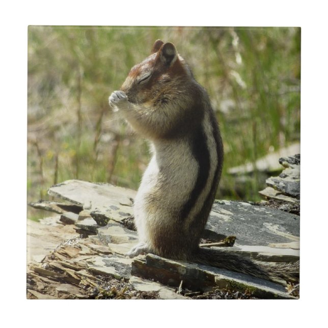Golden-Mantled Ground Squirrel at Glacier I Tile (Front)