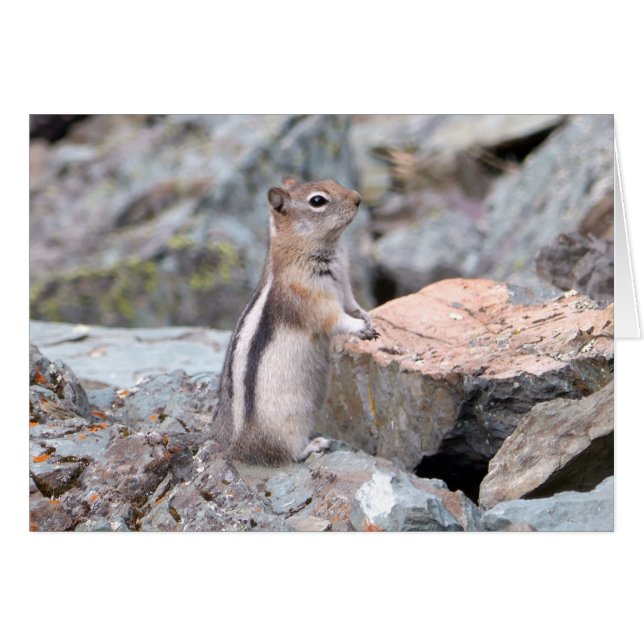 Golden-Mantled Ground Squirrel at Glacier II (Front Horizontal)