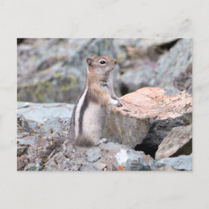 Golden-Mantled Ground Squirrel at Glacier II Postcard