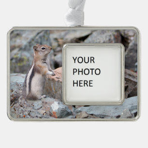 Golden-Mantled Ground Squirrel at Glacier II Silver Plated Framed Ornament