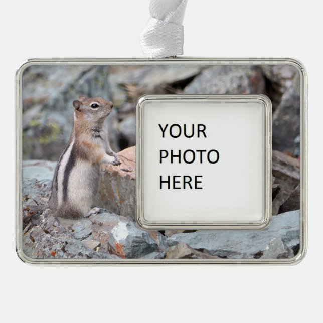 Golden-Mantled Ground Squirrel at Glacier II Silver Plated Framed Ornament (Front)