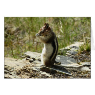 Golden-Mantled Ground Squirrel at Glacier Park