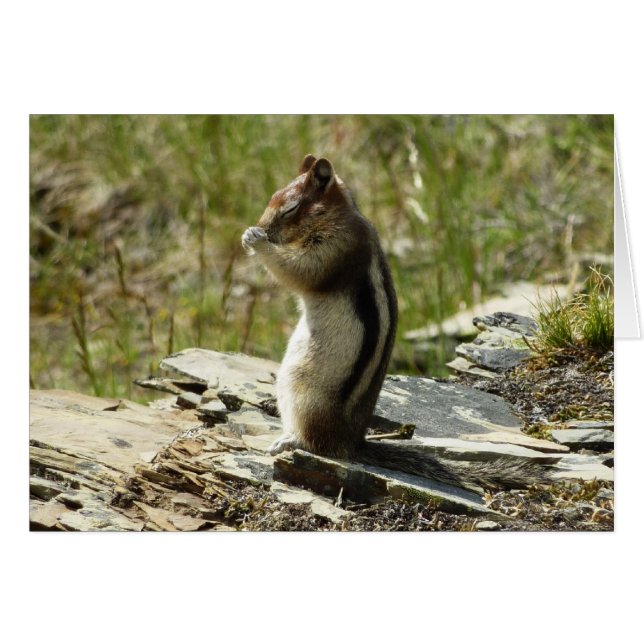 Golden-Mantled Ground Squirrel at Glacier Park (Front Horizontal)